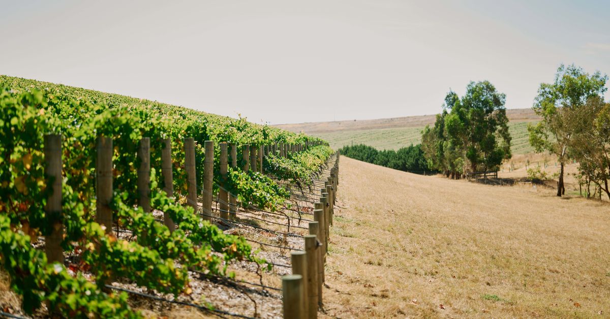 Australia's best winery for 2025 has been crowned