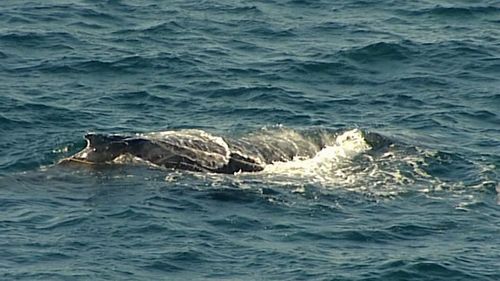 A humpback whale was spotted entangled in a shark net off Bondi Beach. Picture: 9NEWS