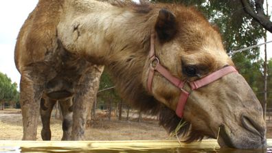 Good Earth Dairy is promoting camel milk as the next superfood