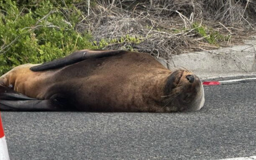 Sammy, la foca, blocca il traffico nella penisola di Mornington