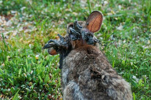 Vadnais Heights, Minnesota. Eastern Cottontail rabbit." Sylvilagus floridanus"  Rabbit with the papilloma virus (CRPV), or Shope papilloma virus,which is a type I virus under the Baltimore scheme, possessing a nonsegmented dsDNA genome. It infects rabbits, causing keratinous carcinomas, typically on or near the animals head. 6/18/2009
