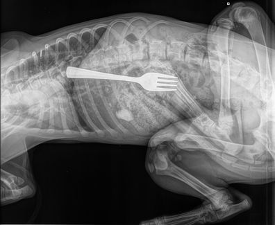 X-ray of dog who ate a fork.