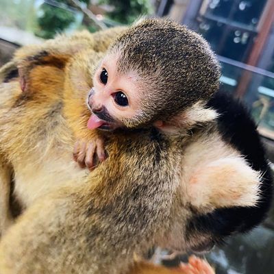 Taronga Zoo welcomes six baby Bolivian squirrel monkeys