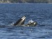 How a bewildered seal found itself in the mouth of a humpback