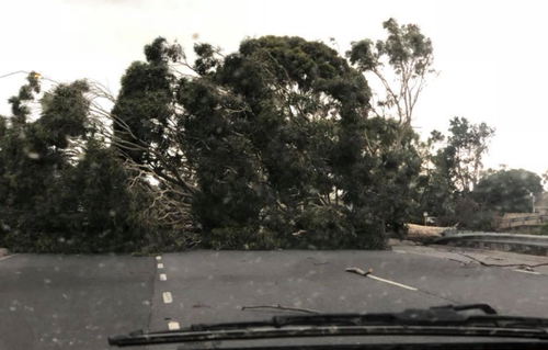 A massive tree has fallen on Frankston Dandenong Road in Seaford. (Facebook)