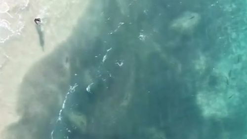 A group of sharks have been spotted metres from the shore at a beach in Queensland.