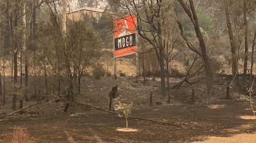 Mogo Wildlife Park came under threat from fires but thanks to the efforts of staff, the animals were saved.