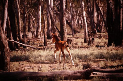 A foal seen in Barmah National Park. 