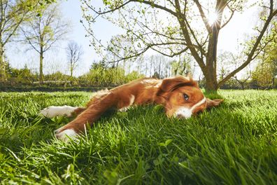 Dog lying in sun. Tired dog. Dog in the park.