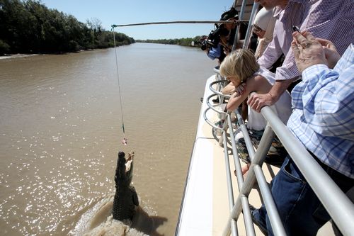 A saltwater crocodile is fed from the boat. Picture: AAP