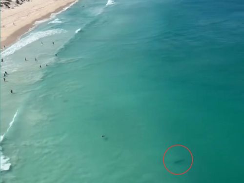 Chilling aerial footage shows a deadly tiger shark swimming in shallow water just metres from beachgoers in Perth.