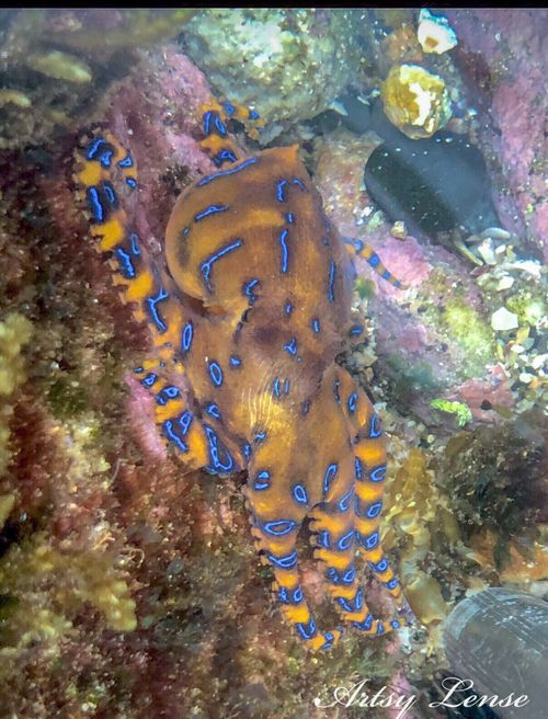 A blue-ringed octopus at Coogee beach