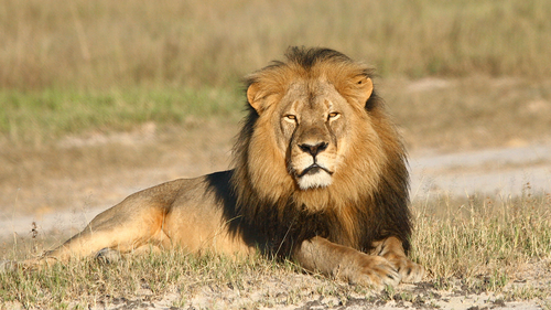 n this undated photo provided by the Wildlife Conservation Research Unit, Cecil the lion rests in Hwange National Park, in Hwange, Zimbabwe. (Andy Loveridge/Wildlife Conservation Research Unit via AP)