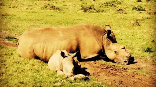 Prince Harry met this female rhino, which had survived poachers stealing her horn and had given birth to a calf. Prince Harry hugged a sedated elephant in southern Africa. (Instagram / @kensingtonroyal)