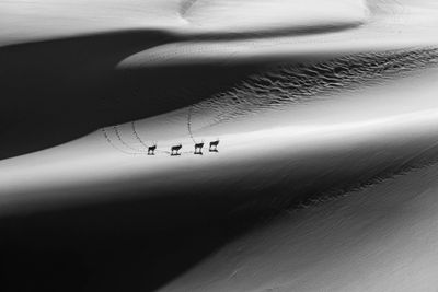 Runner-up in Black and White Category: Craig Elson | Gemsbok in Light – The Descent