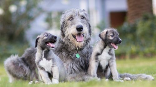 World’s first identical twin puppies born in South Africa 