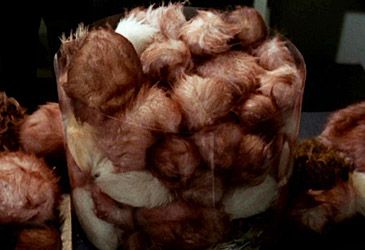 Which sci-fi series do tribbles feature in?