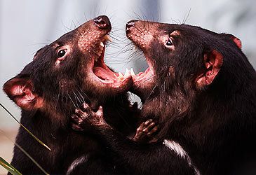Which marsupial is the Tasmanian devil's closest extant relative?
