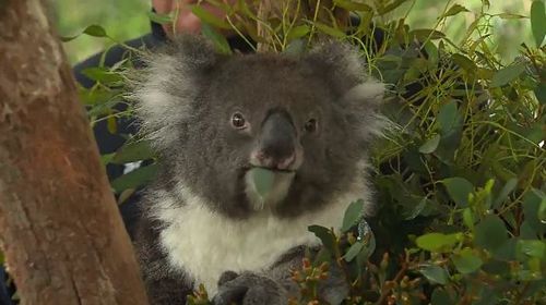 Five koalas have been selected to travel to England as part of an international ambassador conservation program.