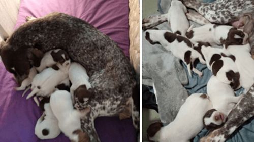 P﻿olice are investigating the theft of nine dogs from a home in Mornington.