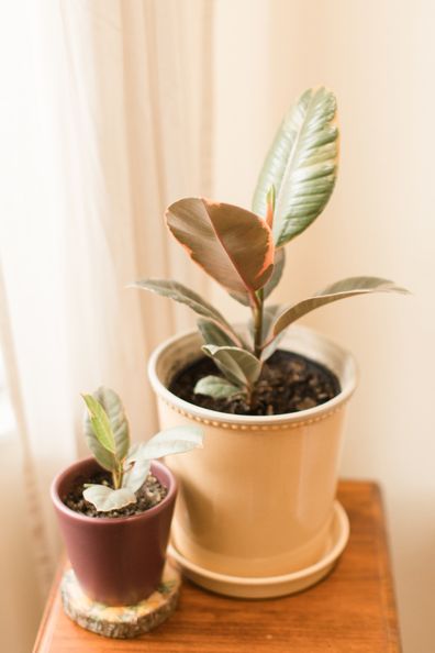 Ficus Tineke ruby indoor plants