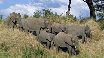 The poacher was killed by an elephant in the Kruger National Park.