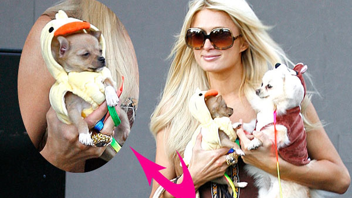 Paris Hilton dresses her poor dogs up for Halloween