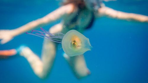 Aussie photographer discovers fish trapped inside jellyfish 