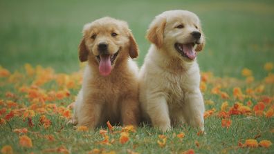 Two puppies