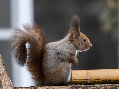 Machida Squirrel Garden in Japan.