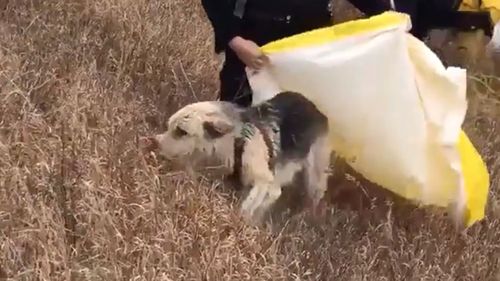 The fire department warned people to keep their children and pets away from the frozen creek.