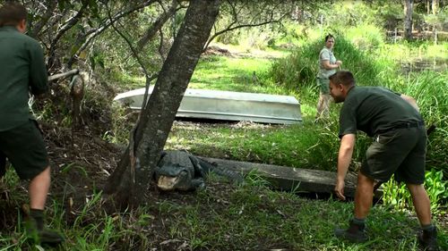 The workers approached the animal from different sides. (Image: Tim Faulkner/Australian Reptile Park)