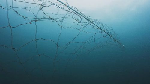 Effectiveness of shark nets questioned after fatal Sydney attack.