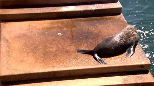 The seal had an audience with crowds gathering to take pictures. (9NEWS)