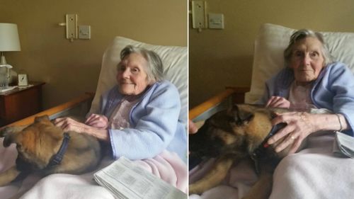 Aged care nurse reduced to tears after elderly resident overwhelmed by visiting police dog