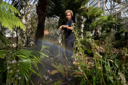 Horticulturalist Emma Love waters foliage in the Temperate House. (AAP)