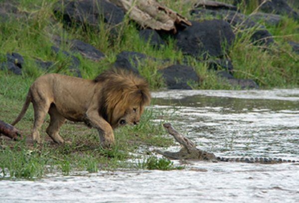 African Cats