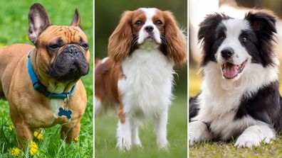 French bulldog, Cavalier King Charles spaniel, border collie