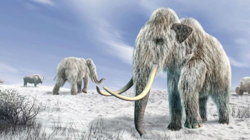 Woolly mammoths may have died of thirst