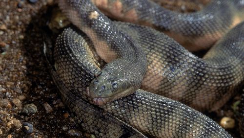 HOOK-NOSED SEA SNAKE Enhydrina schistosa. Close up showing head detail and scales. Specimen from coast of Mumbai, Maharashtra, India. stock photo