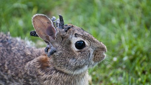 Vadnais Heights, Minnesota. Eastern Cottontail rabbit." Sylvilagus floridanus"  Rabbit with the papilloma virus (CRPV), or Shope papilloma virus,which is a type I virus under the Baltimore scheme, possessing a nonsegmented dsDNA genome. It infects rabbits, causing keratinous carcinomas, typically on or near the animals head. 6/18/2009