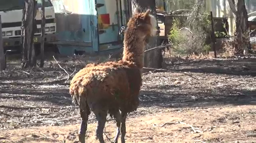 The alpaca appeared to be in good health despite the ordeal.