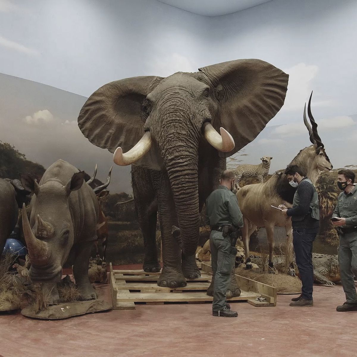 Spain probes private taxidermy museum with 1000 animals