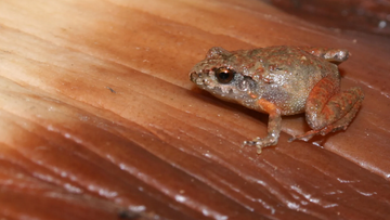 The name Craugastor cueyatl means &#x27;frog&#x27; in the indigenous language spoken in the Valley of Mexico where it was found.