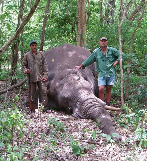 Theunis Botha pictured with a dead elephant. Source: tbbiggamehounds.co.za