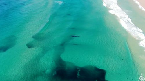 Stunning footage of sharks, schools of fish and even a surfing whale have been captured off the coast of Queensland's Fraser Island, giving a rare aerial look at the region's aquatic life.