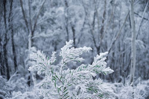 Snow is tipped for parts of Queensland. 