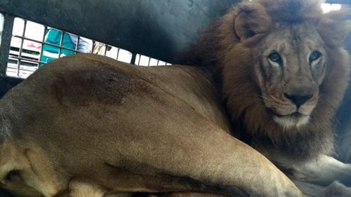 The lions were being kept illegally by circuses. (Animal Defenders International)