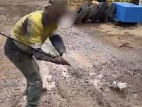 Three workers have been fined over footage of a pigeon being bashed with a golf club at a minesite in Western Australia. 