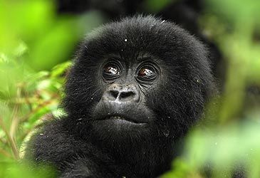 Which region of Africa are gorillas endemic to?